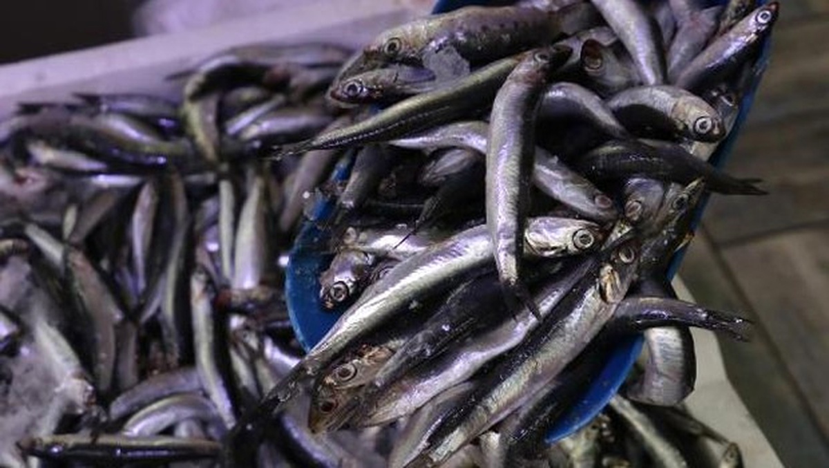 Kar Yağdı, Hamsi Fiyatı 15 Liraya Çıktı