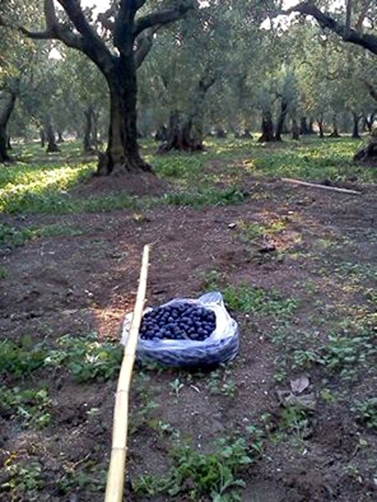 Mudanya\'da Bin Yıllık Gelenek Başak Zamanı Başladı