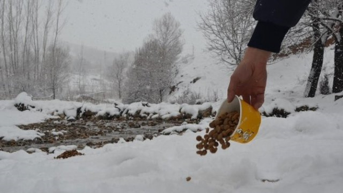 Osmangazi Belediyesi Sokak Hayvanlarını Unutmadı
