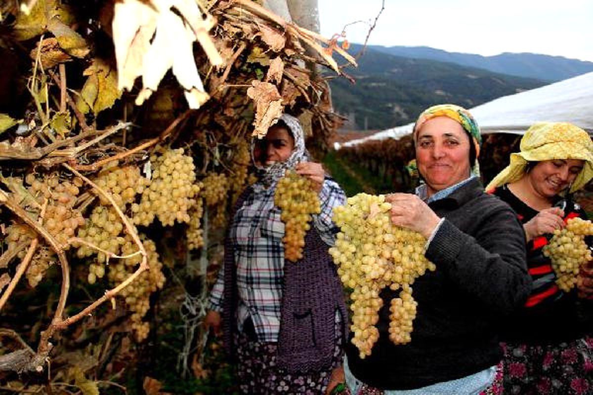 Sarıgöl\'de Kış Üzümü