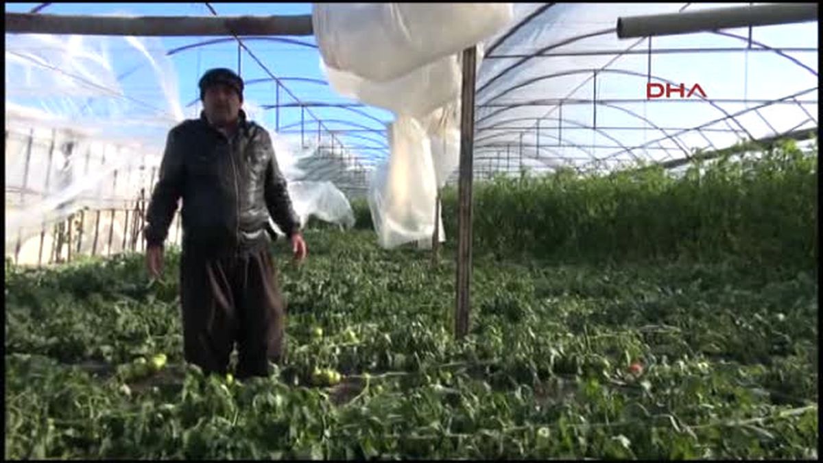 Seydikemer - Seraları Rüzgarla Yırtılan Çiftçiler Zamanla Yarışıyor