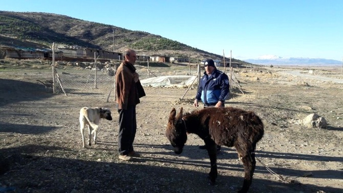 Soğukta Bırakılan Eşeğe Zabıta Sahip Çıktı