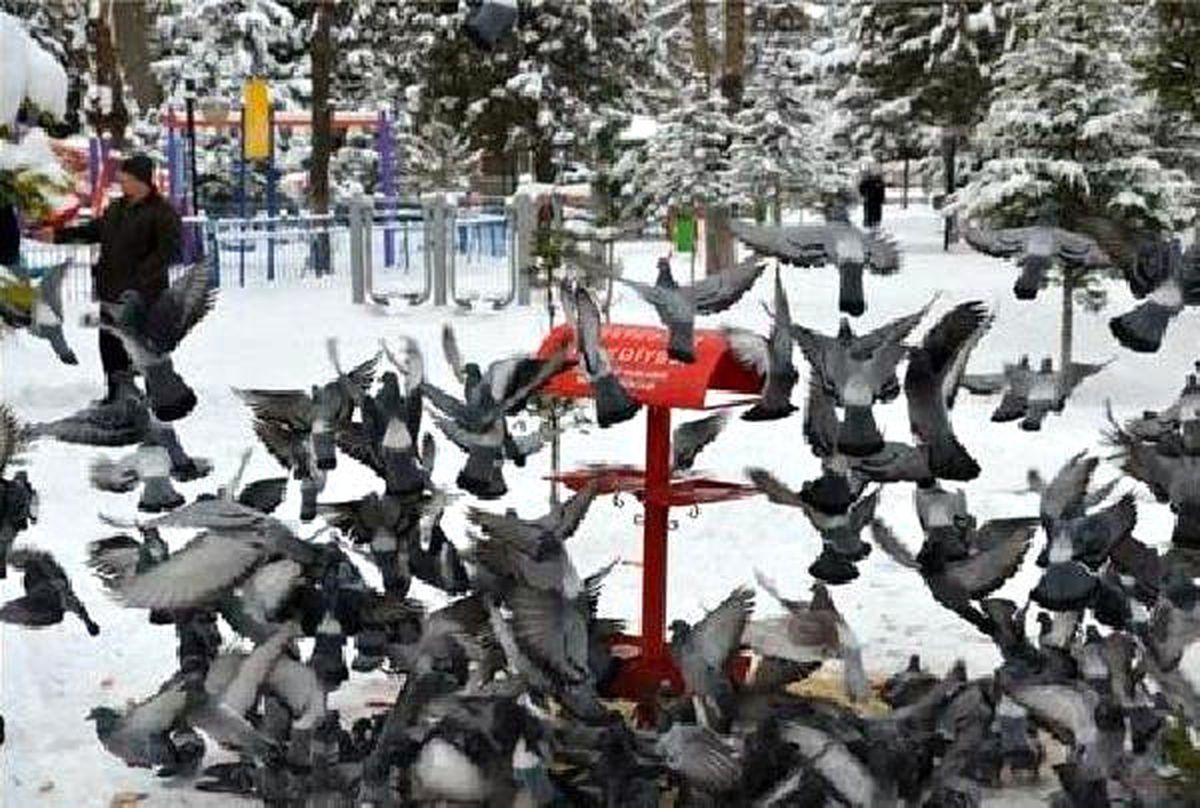 Sokak Hayvanlarına Yiyecek ve Su