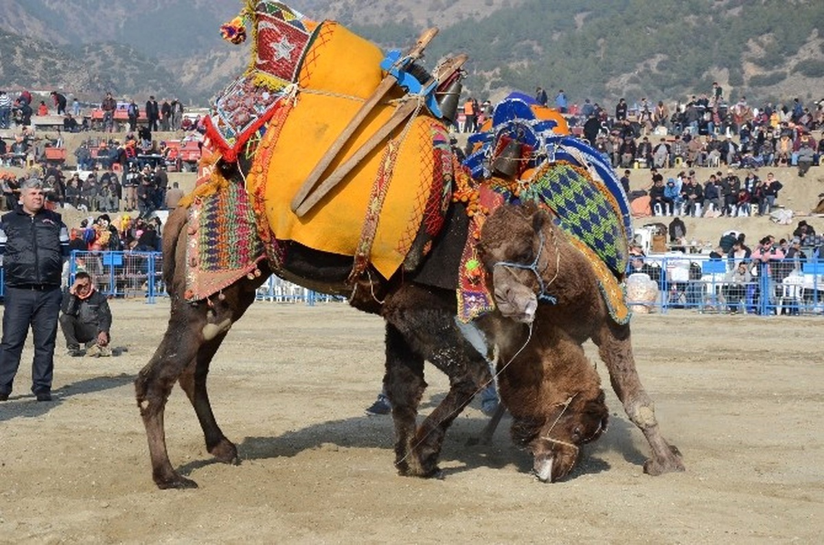 Buharkent Deve Güreşi Festivaline Hazır