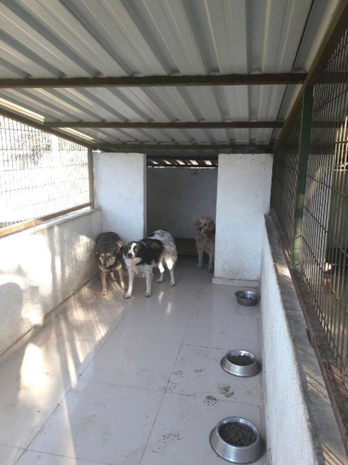Burhaniye\'de Köpeklere Belediye Koruması
