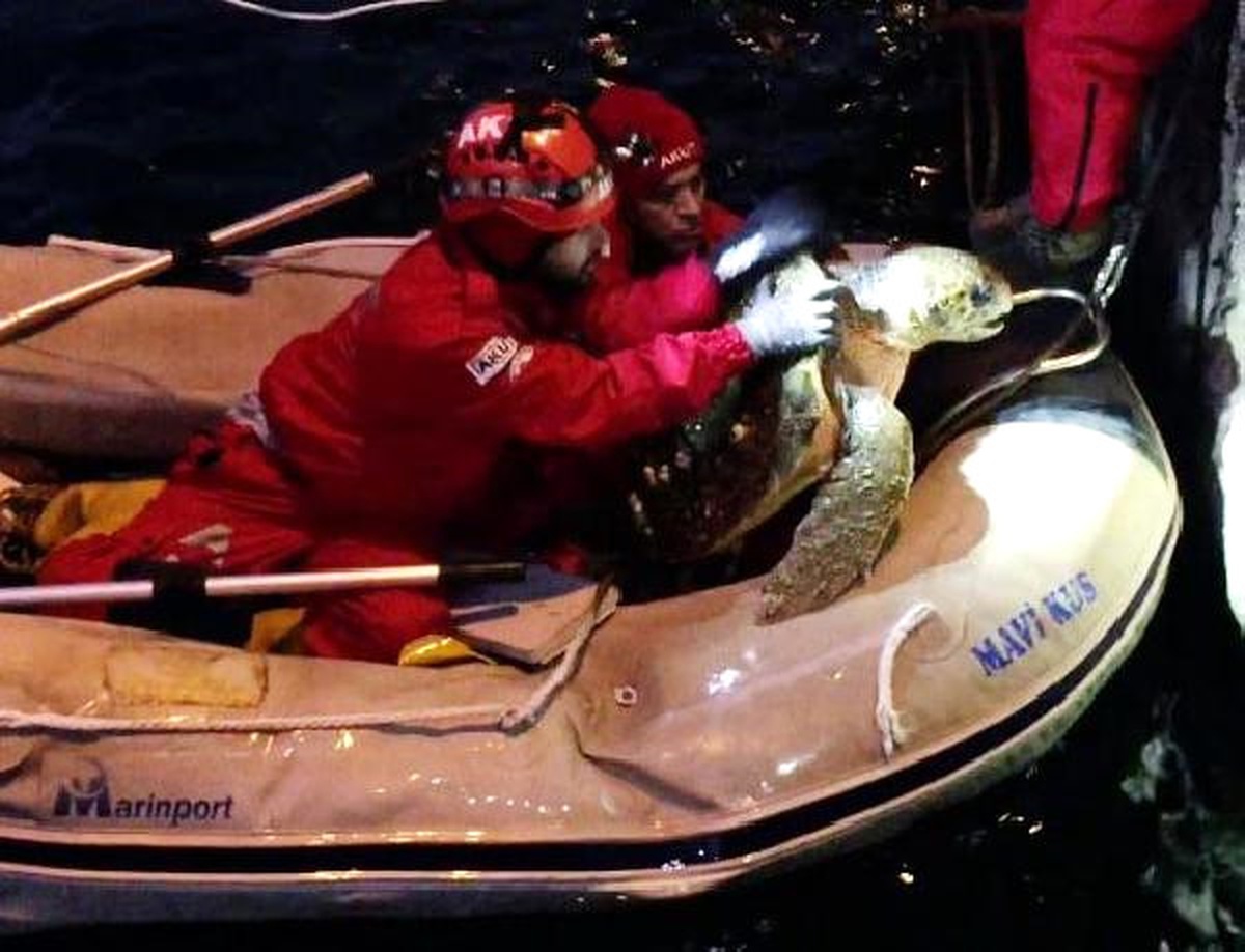 Caretta Carettayı Yüzgecine Dolanan Misina Yaralamış