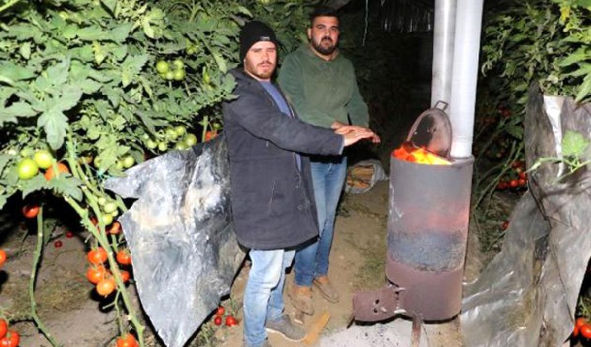 Domates Üreticisinden Don Nöbeti