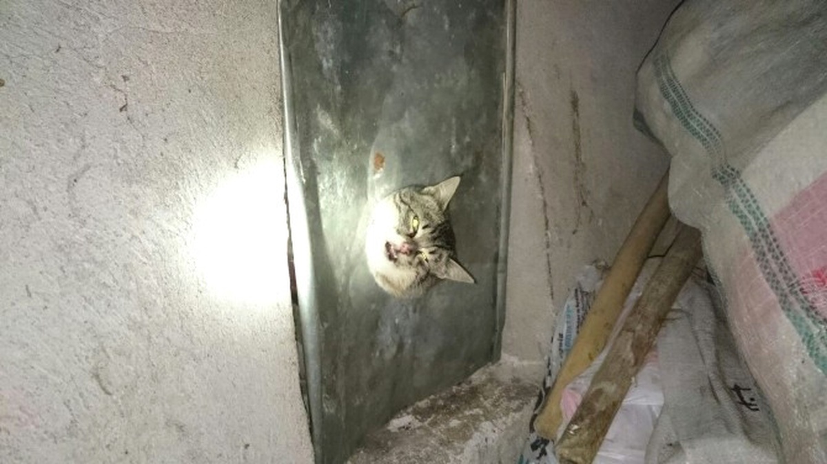 Haylaz Kedinin Yardımına İtfaiye Yetişti