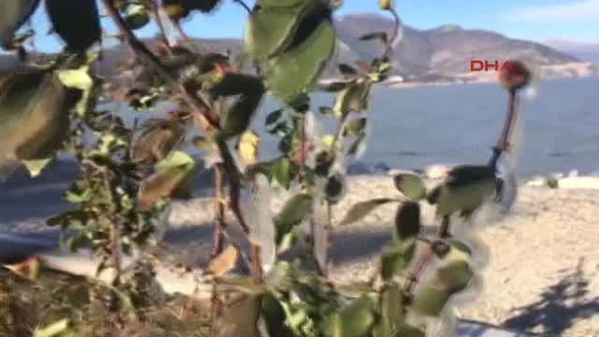Isparta Göl Kenarındaki Güller Buz Tuttu