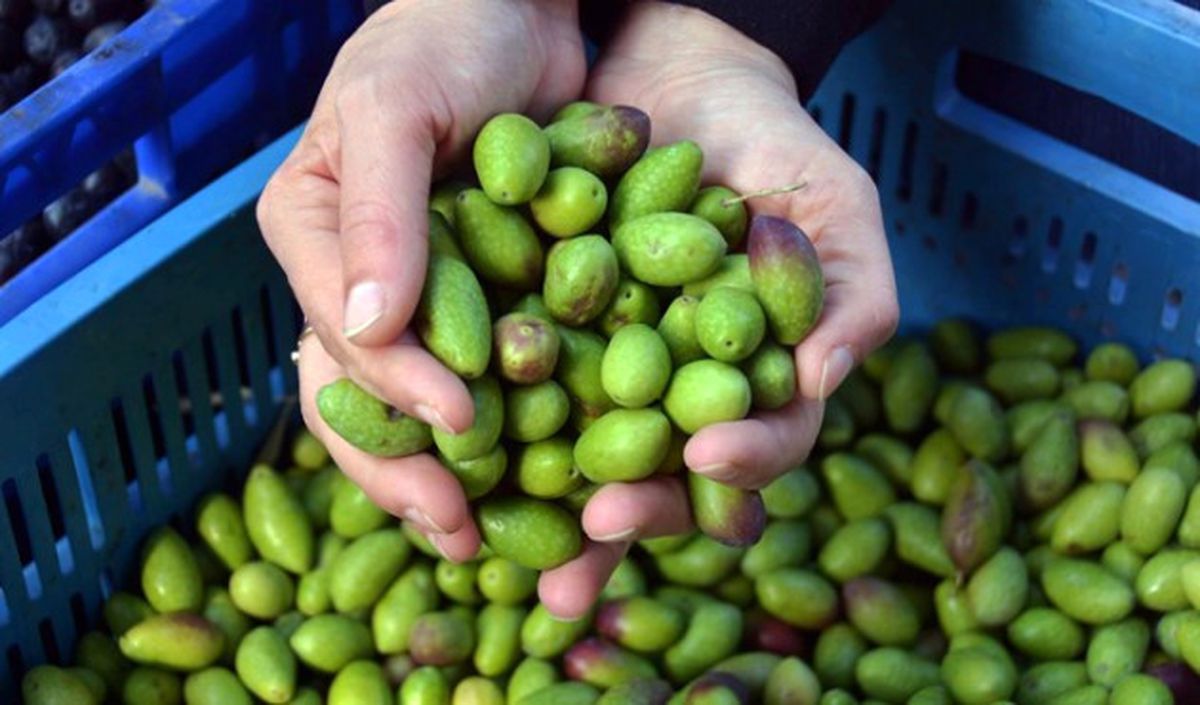Kalamata Zeytini Artık Lüks!