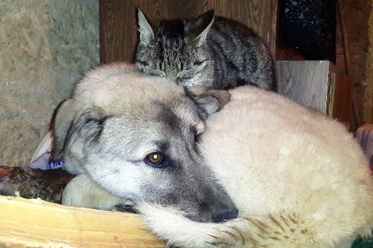 Kedi ile Köpeklerin Anlamlı Dostluğu