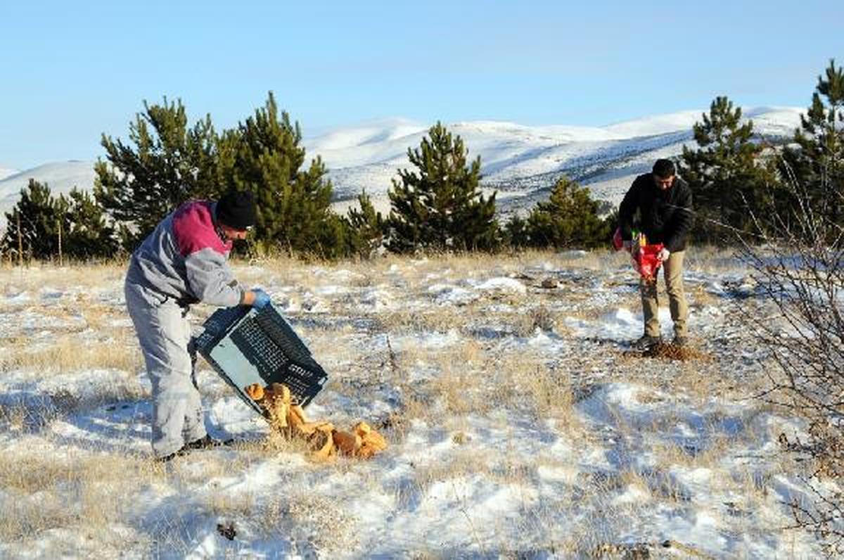 Kırşehir\'de Yaban Hayvanları İçin Doğaya Yem Bırakıldı