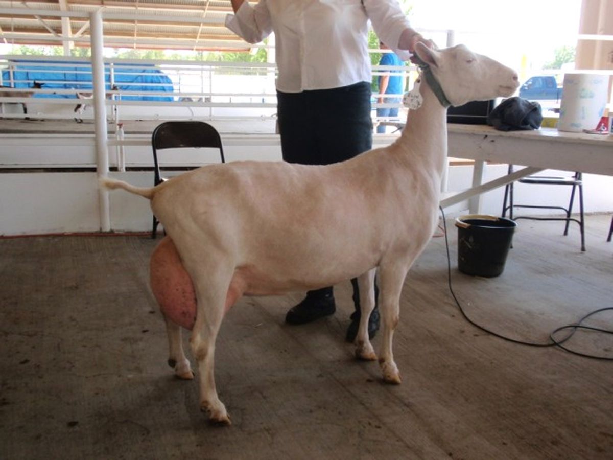 1 Metrelik Boylarıyla Bir Batında 8 Oğlak Doğurup, 8 Litre Süt Veriyorlar