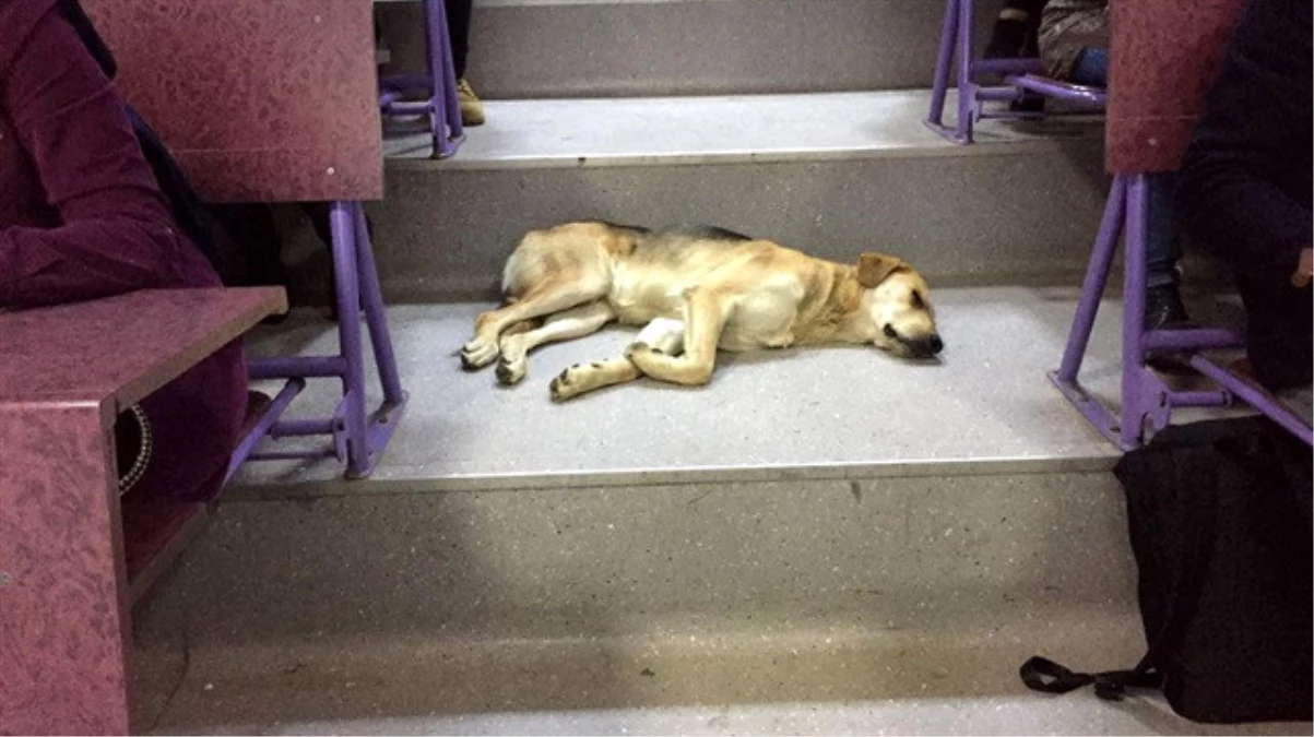 Sokak Köpeği Soğuk Havada Amfide Uyudu
