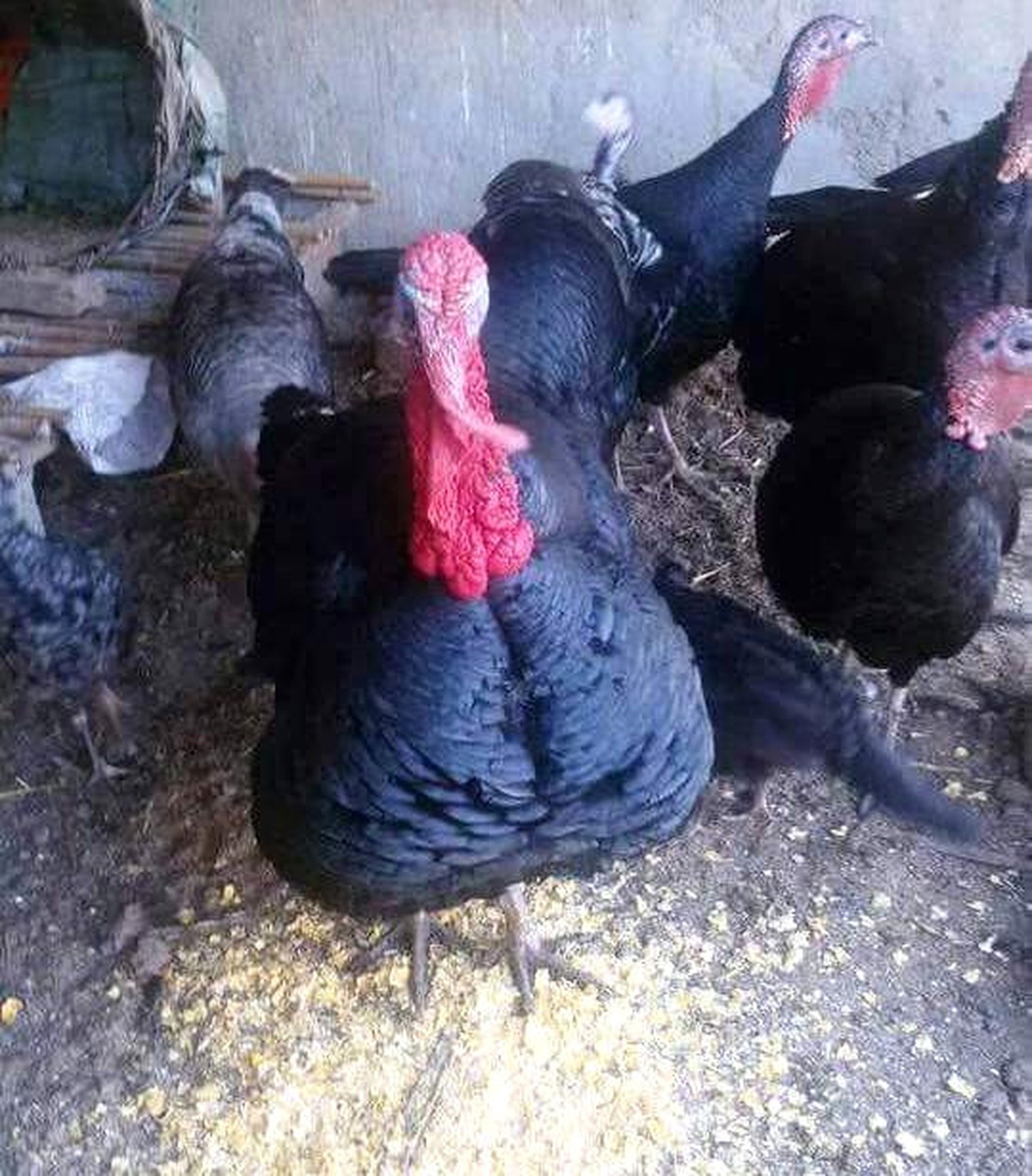 Yılbaşı Hindilerinin Fiyatı 135 TL\'yi Buldu