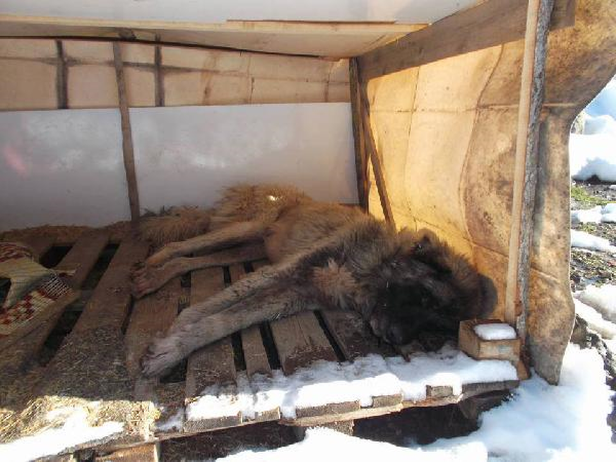 Samsun\'da 4\'ü Yavru 5 Köpek Soğuktan Dondu