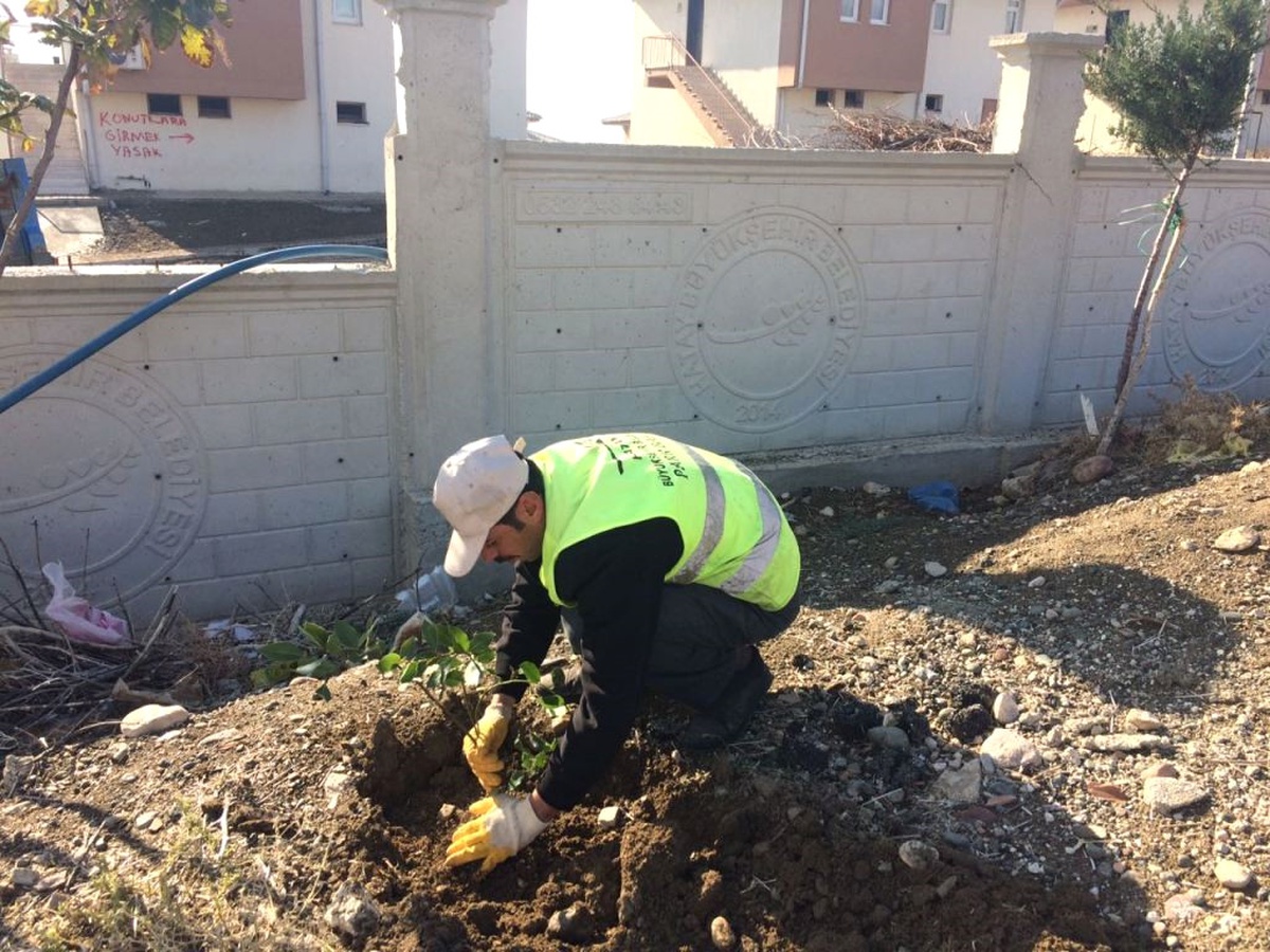 500 Adet Defne Fidanı Toprakla Buluştu