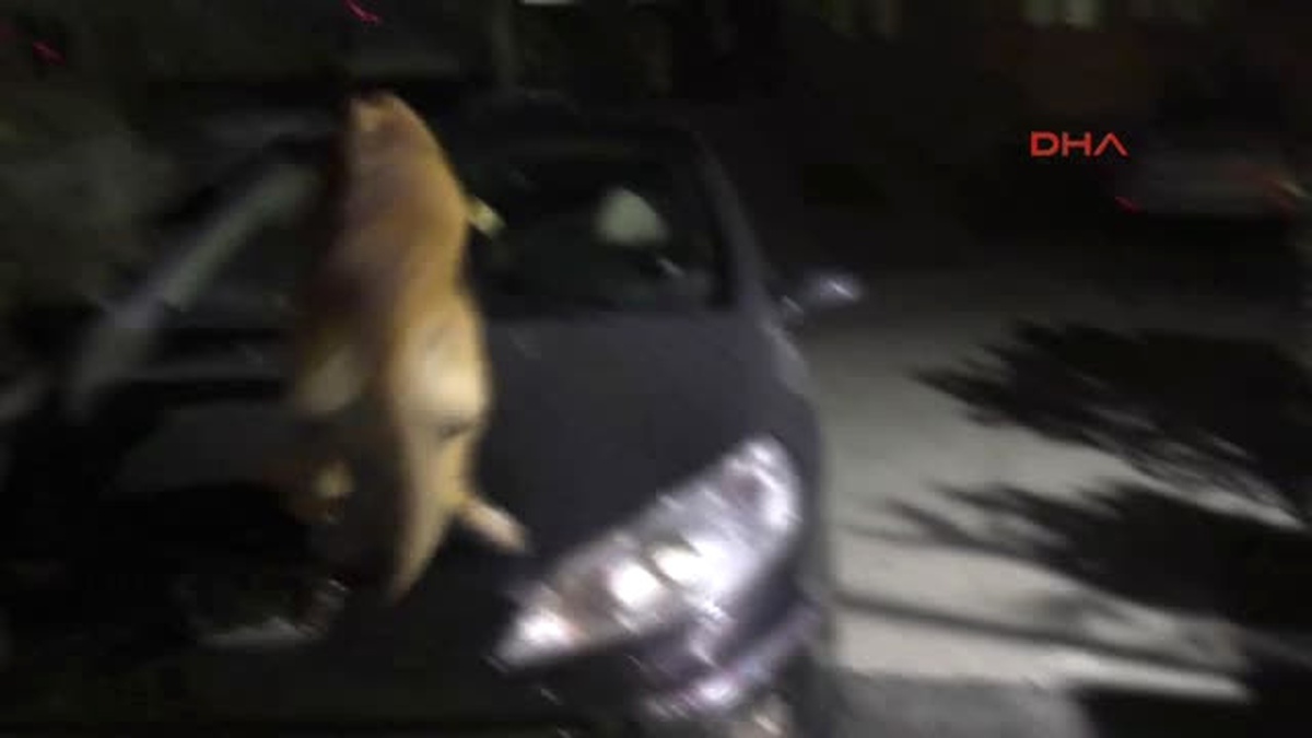 Bursa Narkotik Köpeği Alfa, Yakıt Deposundaki 2 Kilo 500 Gram Uyuşturucuyu Buldu