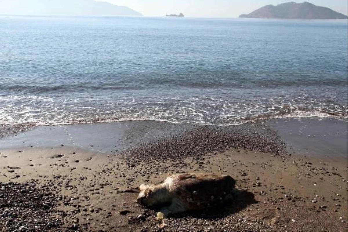 Fethiye\'de Telef Olan Deniz Kaplumbağası Kıyıya Vurdu