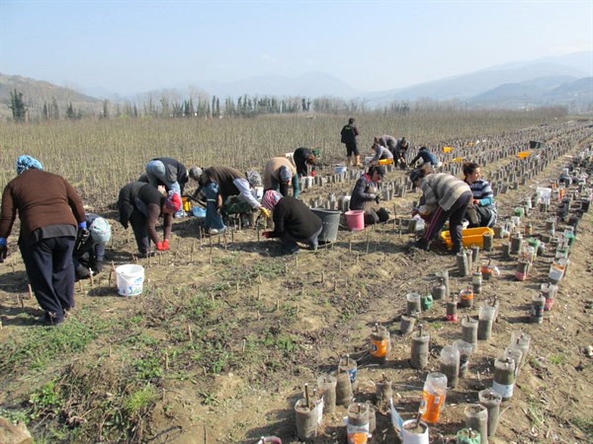 Fidanlık İşçileri Çalışma Sürelerinin Uzamasını İstiyor