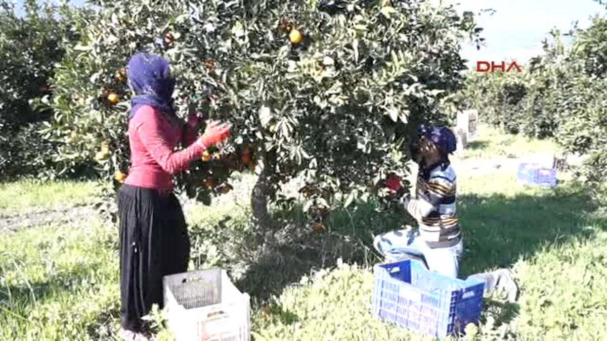 Finike -Portakal 70- 80 Kuruşa Alıcı Buluyor