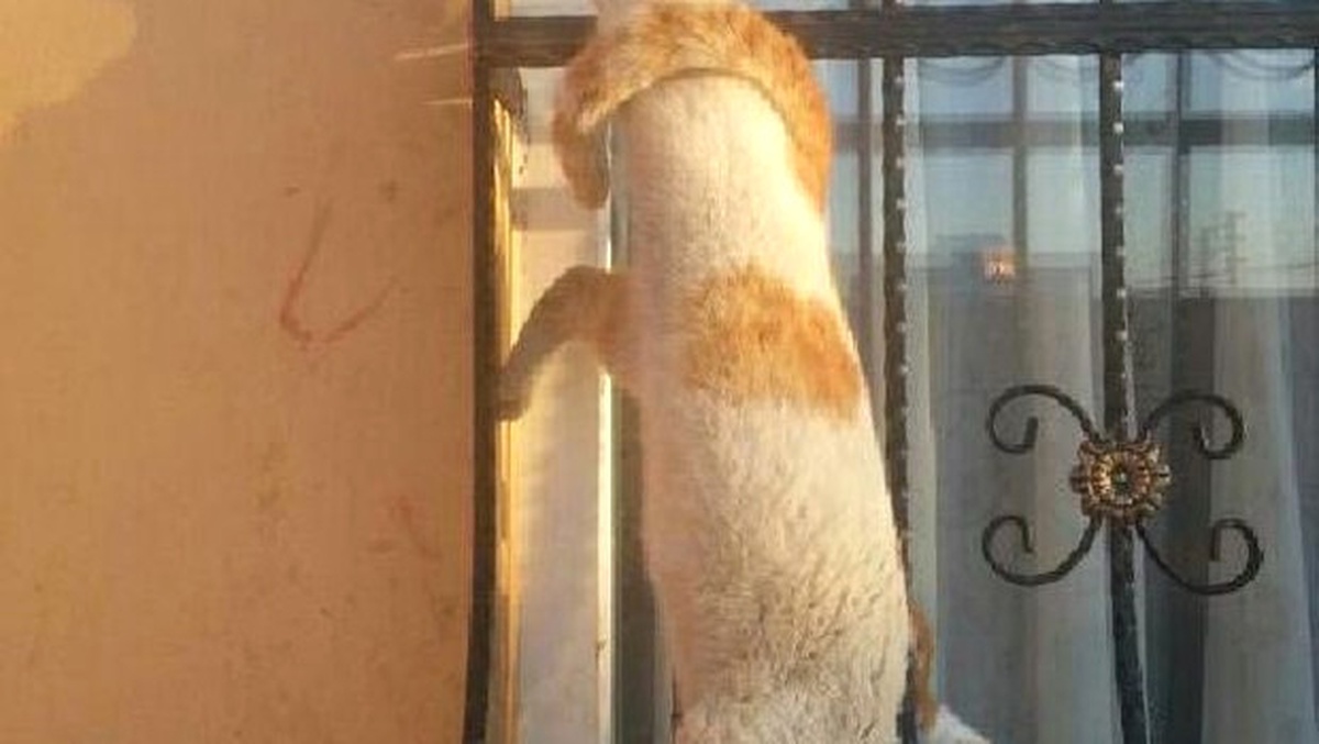 Pencere Korkuluklarına Ayağı Sıkışan Kedi Asılı Kaldı