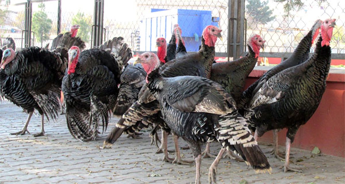 Yılbaşı Hindileri Satışa Sunuldu