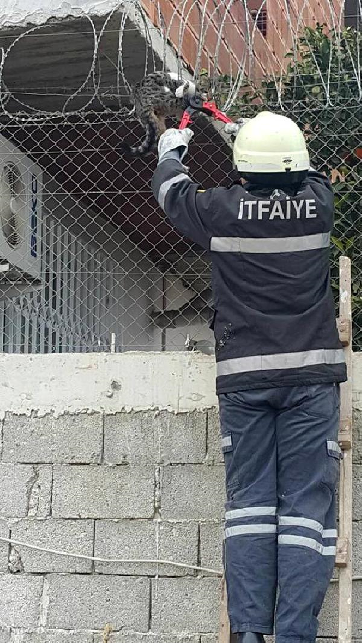 Dikenli Tellere Sıkışan Kediyi İtfaiye Ekipleri Kurtardı