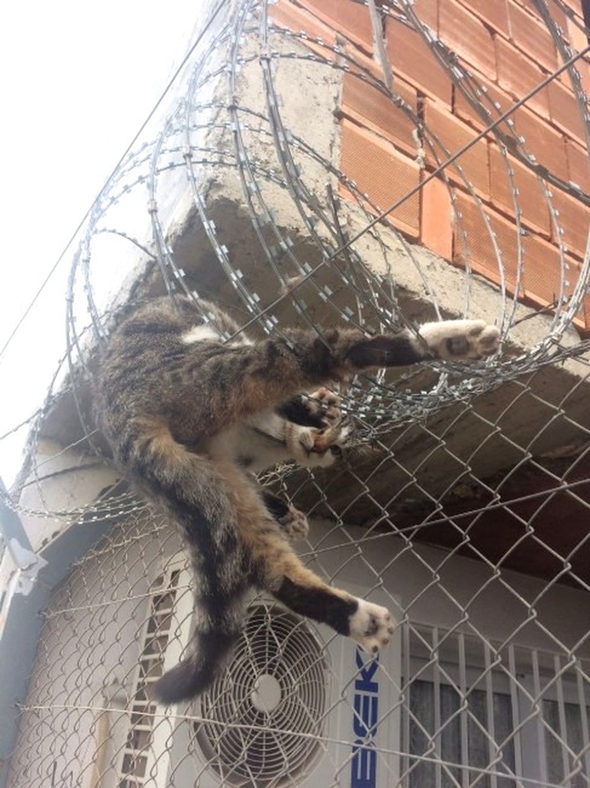 Dikenli Tellere Takılan Kedi, İtfaiye Tarafından Kurtarıldı