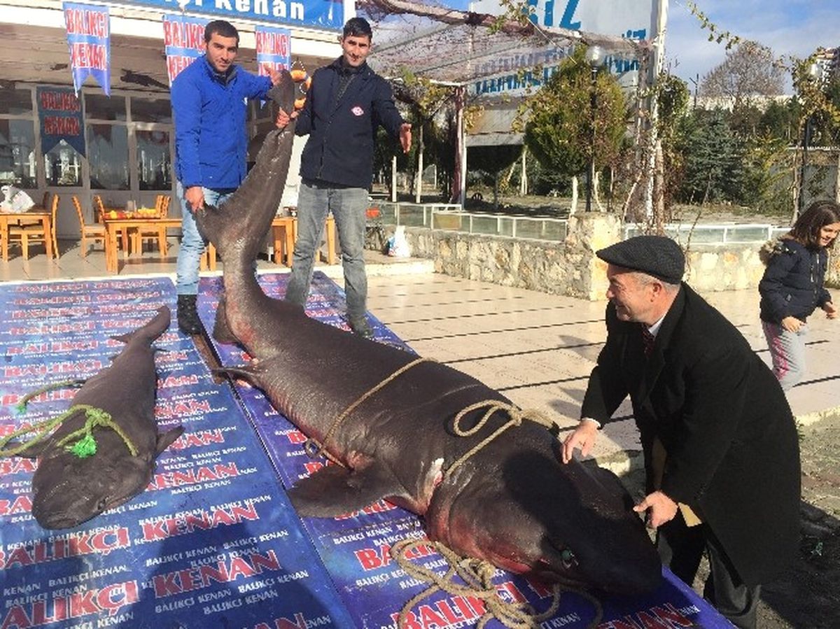 Ekmek Arası Köpekbalığı