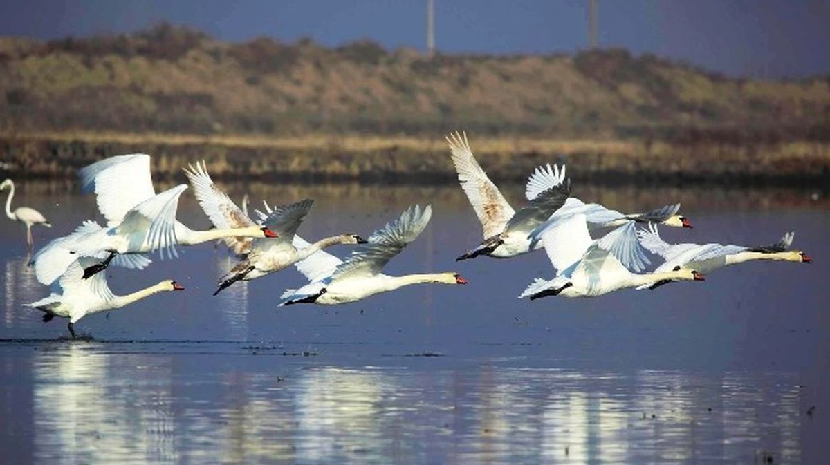 Gala Gölü\'nde Kuş Gözlemcisi ve Amatör Fotoğrafçılara Engel