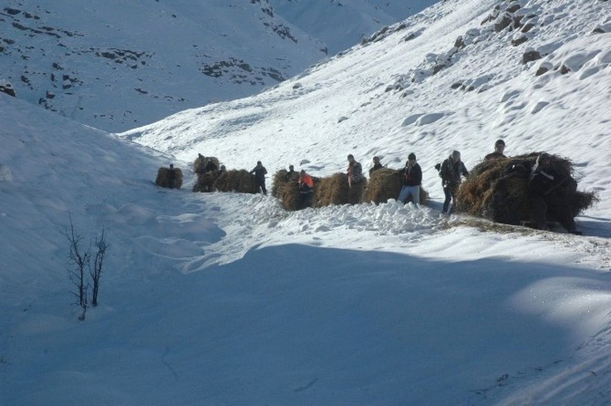 Hakkari\'nin Karlı Dağlarında Ot Taşıma Çilesi Başladı