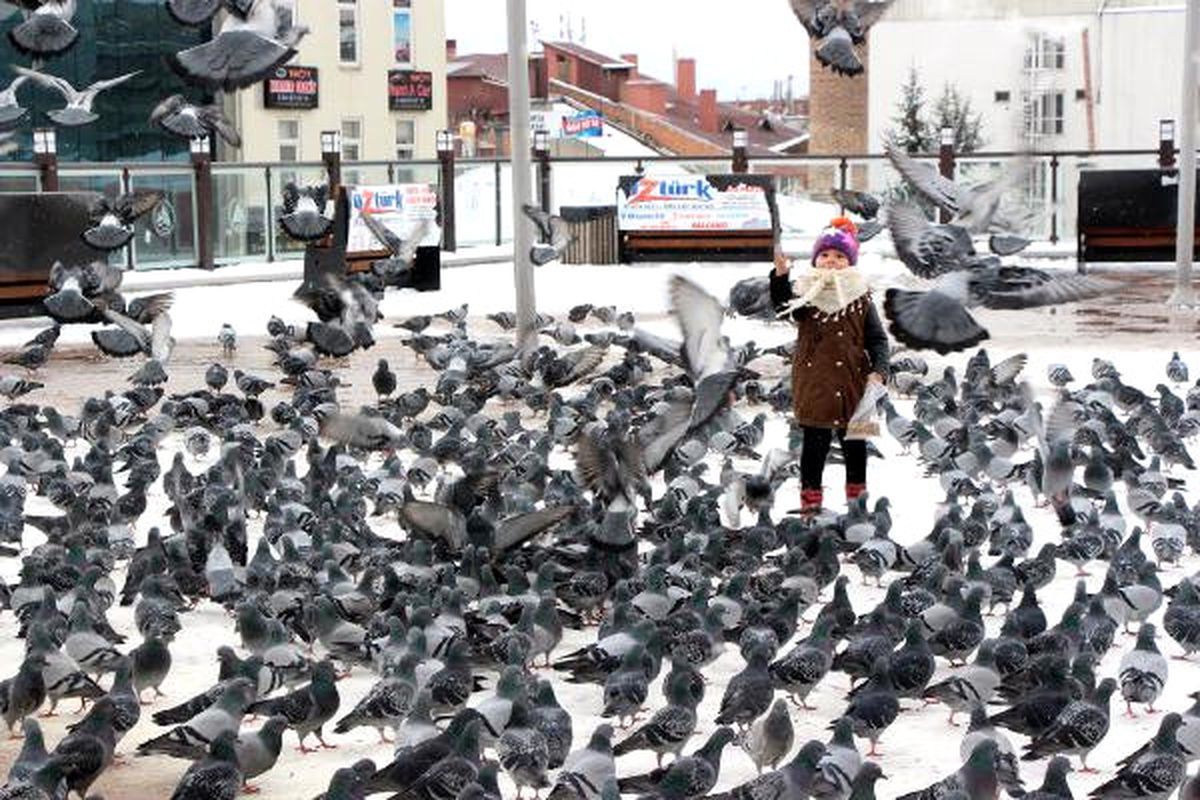 Karda Yiyecek Bulamayan Kuşlar İçin 250 Ağaca Yemli Yuva