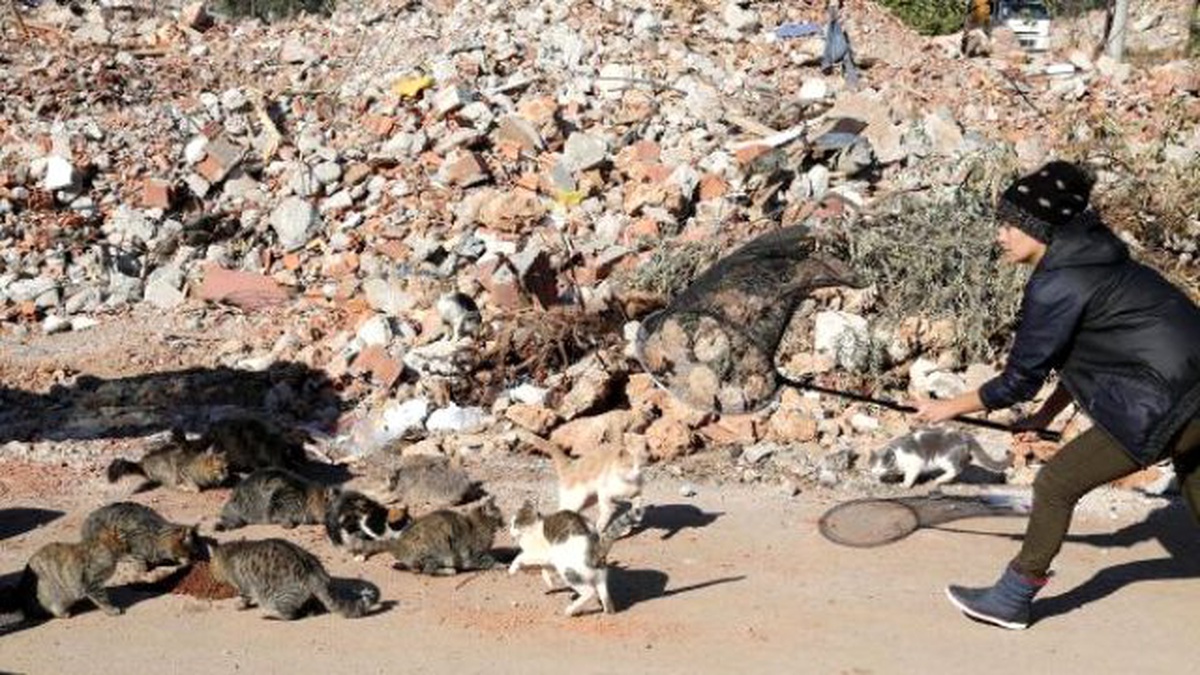 Kentsel Dönüşüm Yüzlerce Kediyi Sokakta Bıraktı