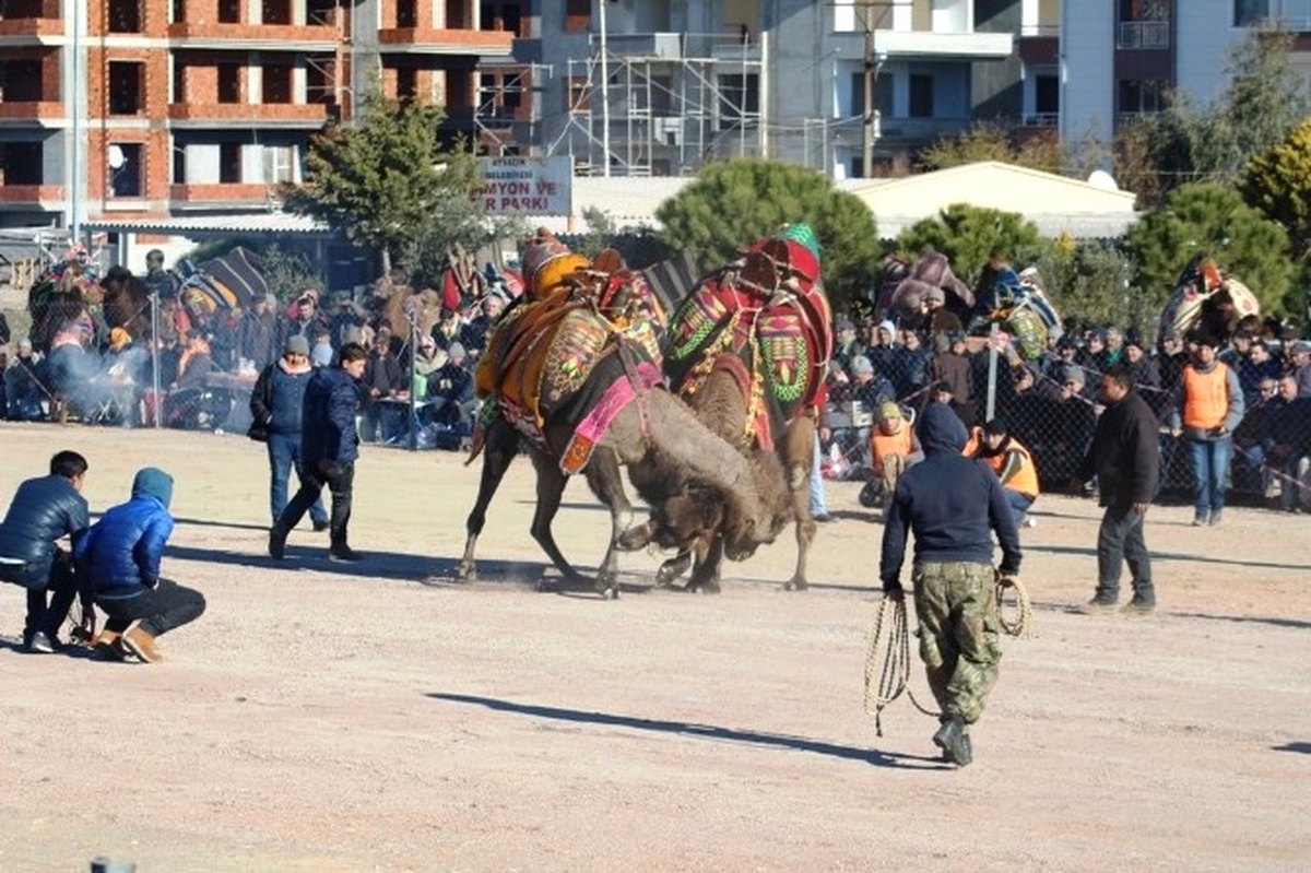 Ayvalık\'ta 13. Deve Güreşi Festivali