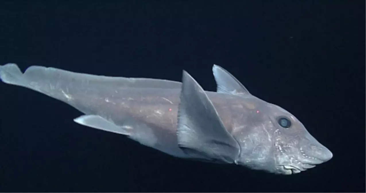 Hayalet Köpek Balığı Canlı Olarak İlk Kez Görüntülendi