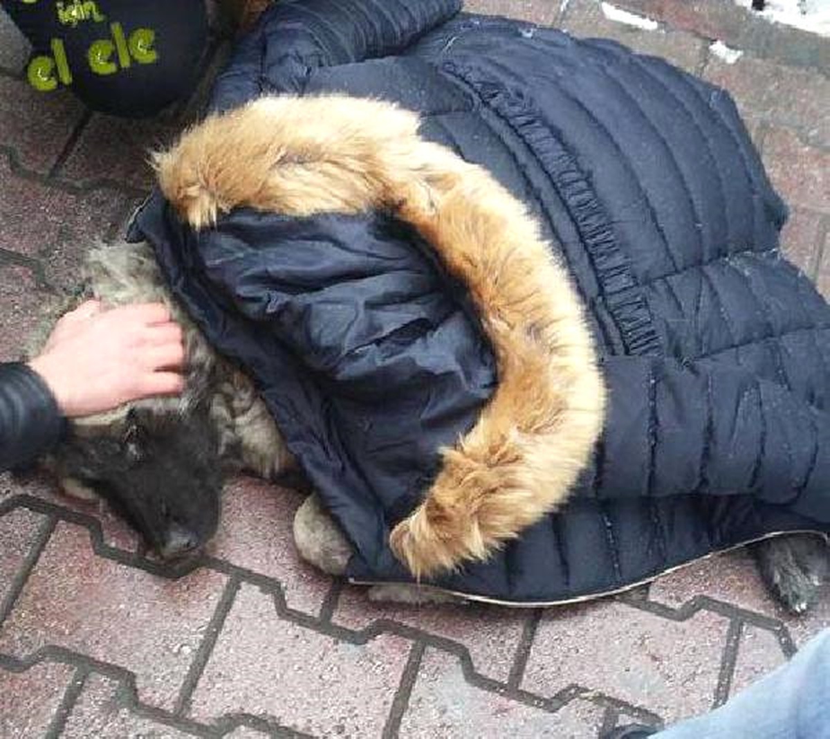 Sıfır Derecenin Altında, Montunu Çıkartıp Yaralı Köpeğin Üzerine Örttü