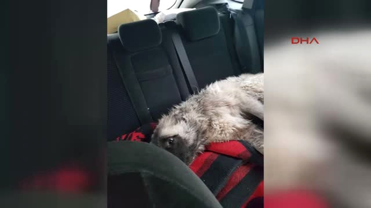 Sıfır Derecenin Altında, Montunu Çıkartıp Yaralı Köpeğin Üzerine Örttü