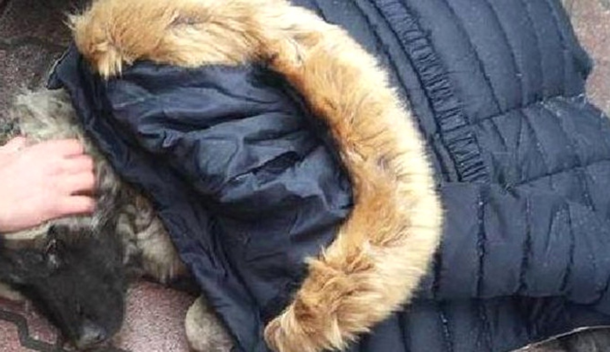 Sıfır Derecenin Altında, Montunu Çıkartıp Yaralı Köpeğin Üzerine Örttü