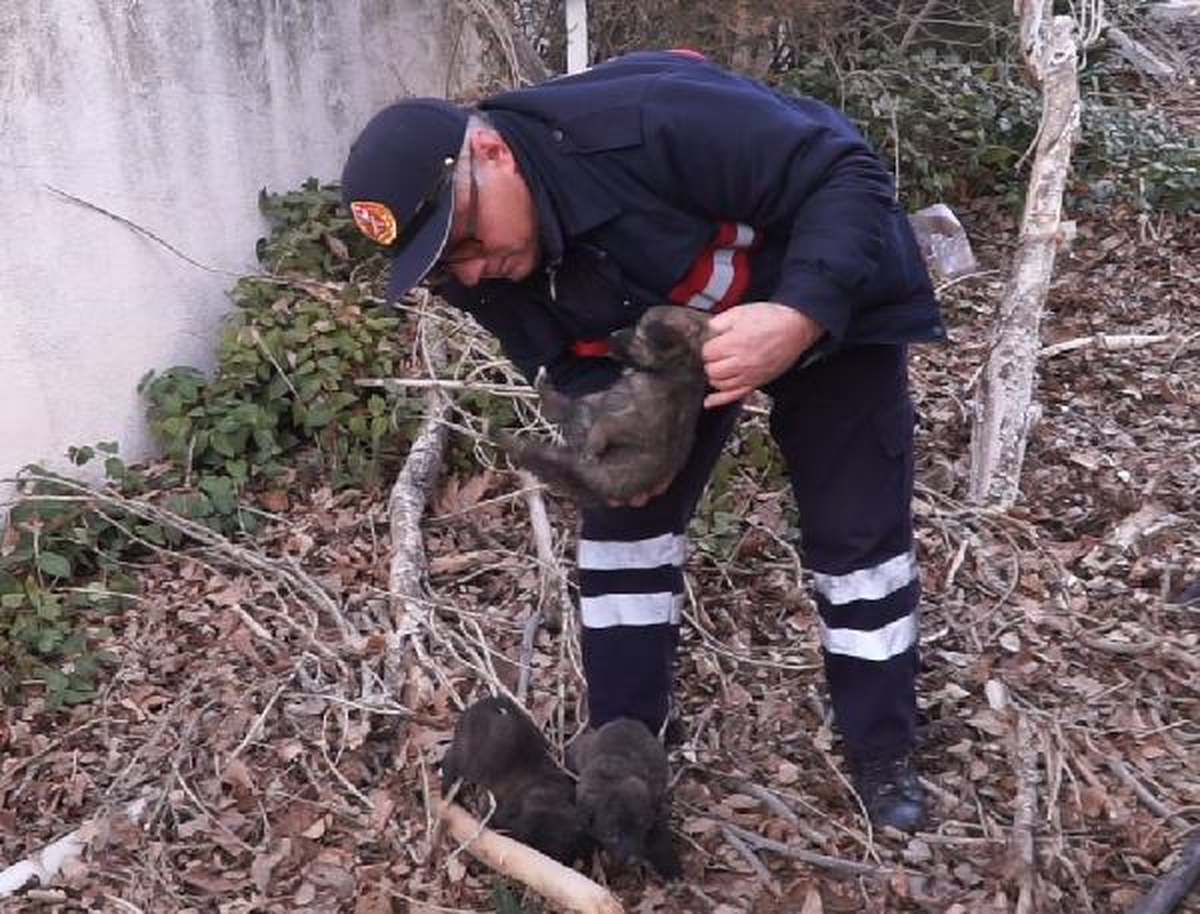 Yavru Köpekleri Alevlerden İtfaiye Kurtardı