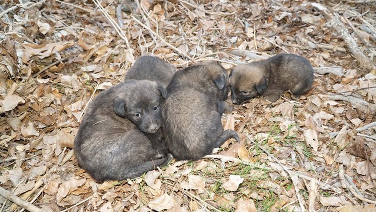 Yavru Köpekleri Alevlerden İtfaiye Kurtardı