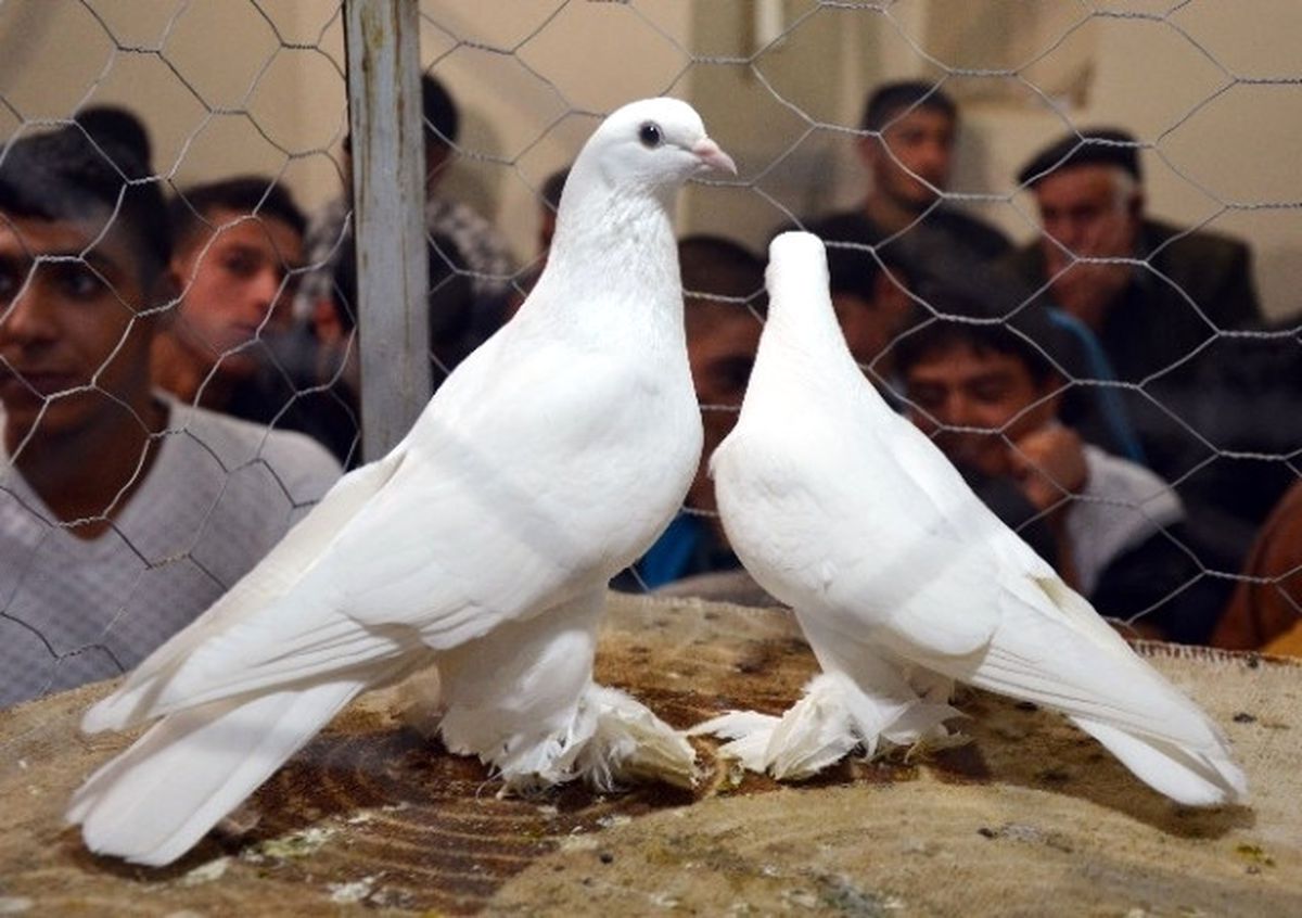2 Bin Güvercin İhaleyle Satışa Çıkarıldı