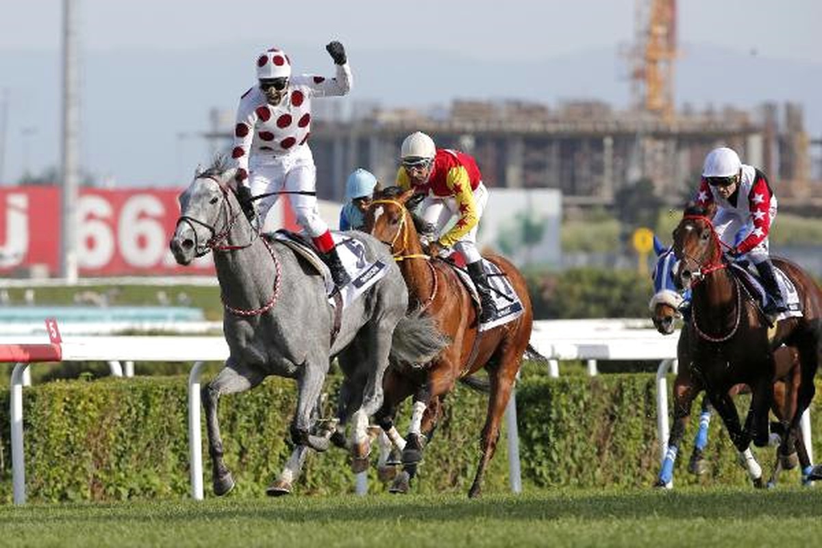 90. Gazi Şampiyonu Graystorm Dubai Yolcusu