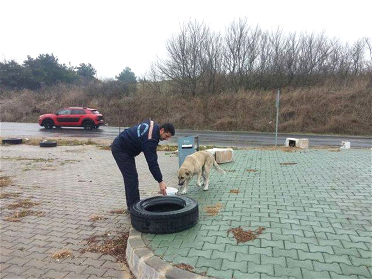 Belediye\'den Sokak Hayvanlarını Besleme Çalışmaları