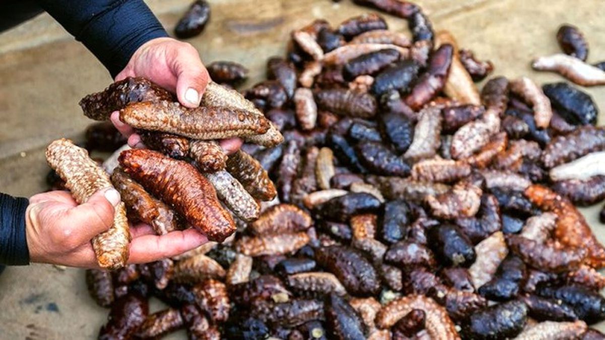 Deniz Patlıcanı Gelir Kapısı Oldu