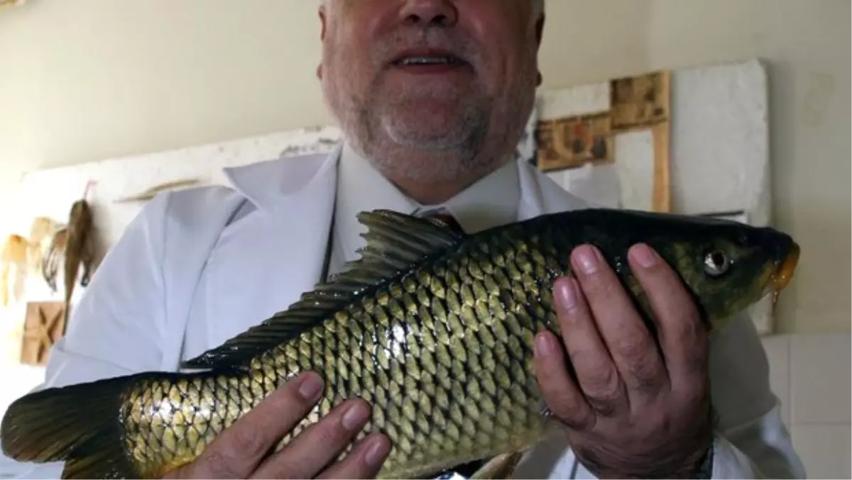 İsrail Sazanı Balıkçılığa Zarar Veriyor"