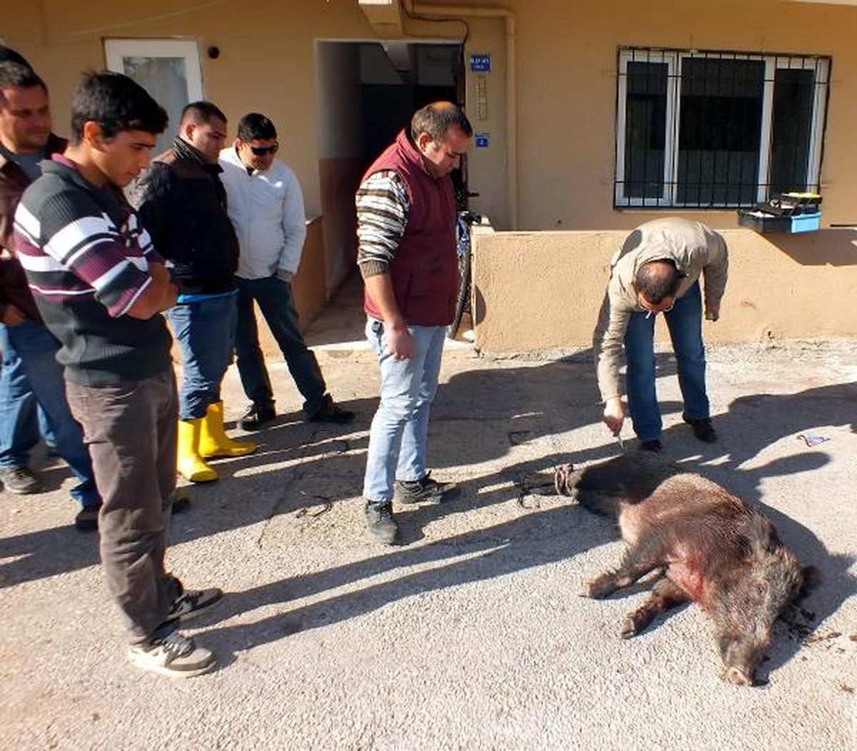 Kazada Yaralanan Dişi Yaralı Domuz İğneyle Uyutuldu