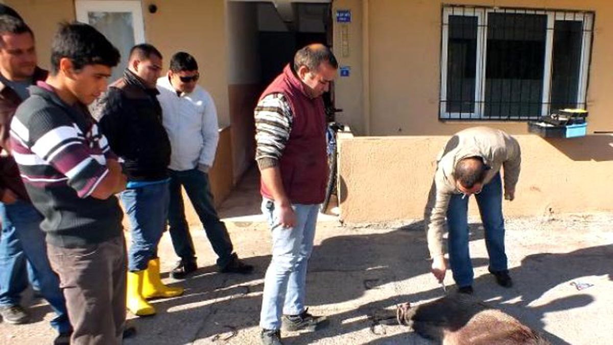 Kazada Yaralanan Dişi Yaralı Domuz İğneyle Uyutuldu