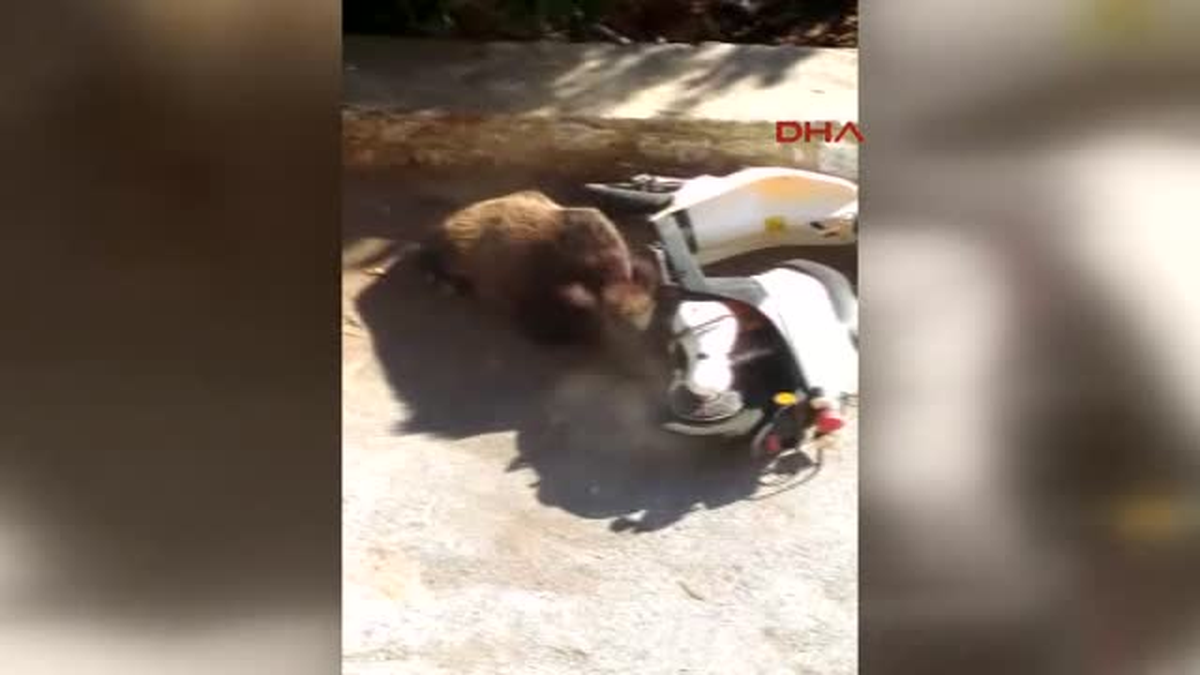 Muğla - Kazada Yaralanan Dişi Yaralı Domuz Iğneyle Uyutuldu