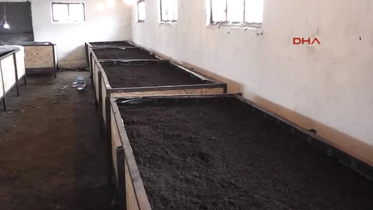 Tokat 100 Bin Solucanla Gübre Işine Başladılar, Talebe Yetişemiyorlar